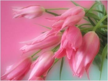 Pink Tulips